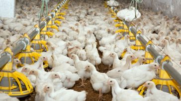 tips ternak ayam potong cepat panen
